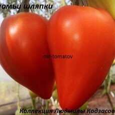 Гномьи шляпки